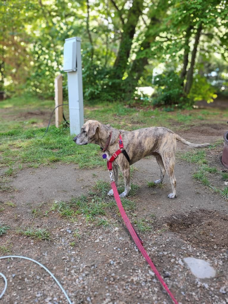 Cedric, a Beagle and American Pit Bull Terrier mix tested with EmbarkVet.com