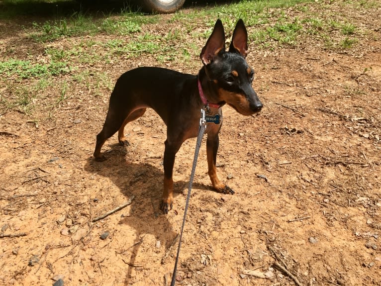 Tesla, a Manchester Terrier (Toy) tested with EmbarkVet.com