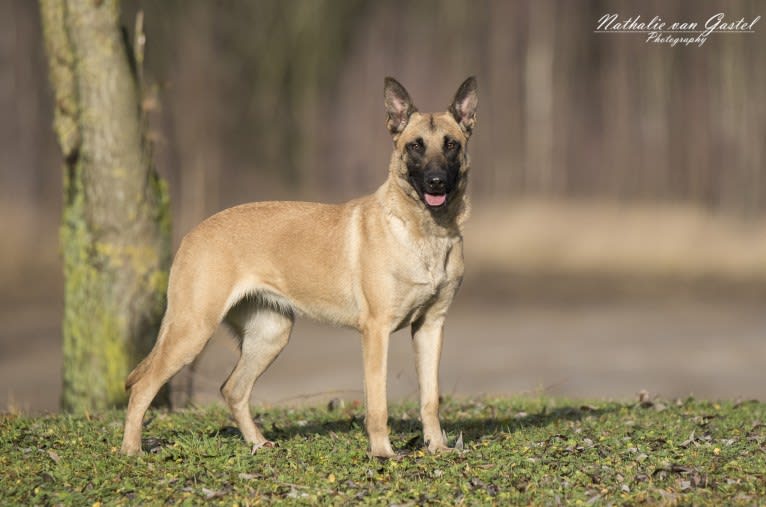 Winny, a Belgian Shepherd tested with EmbarkVet.com