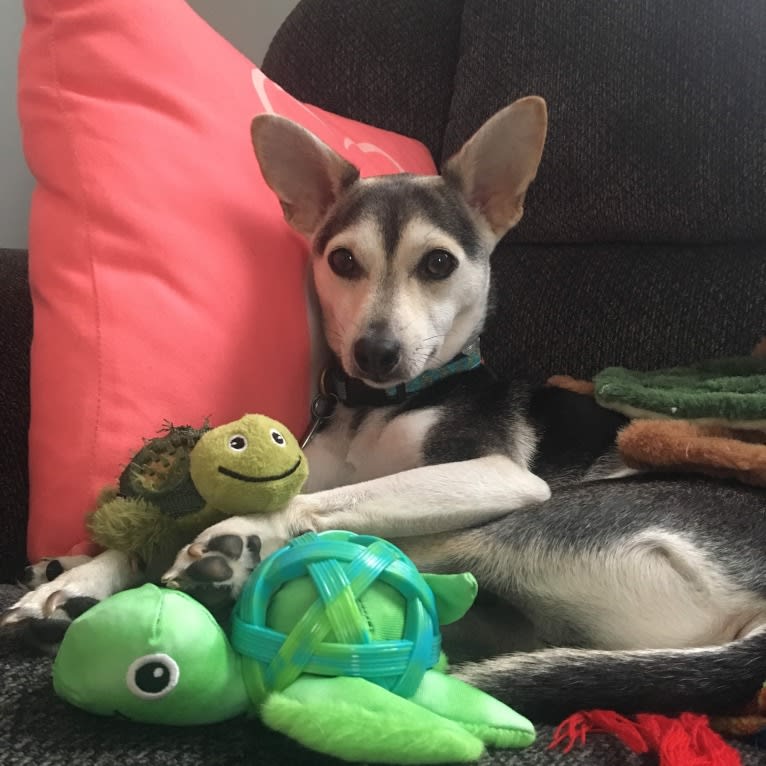 Turtle, a Chihuahua and Rat Terrier mix tested with EmbarkVet.com