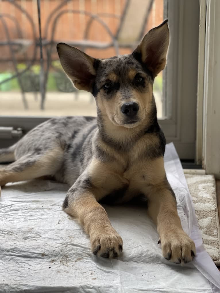 Cosmo, a Siberian Husky and German Shepherd Dog mix tested with EmbarkVet.com