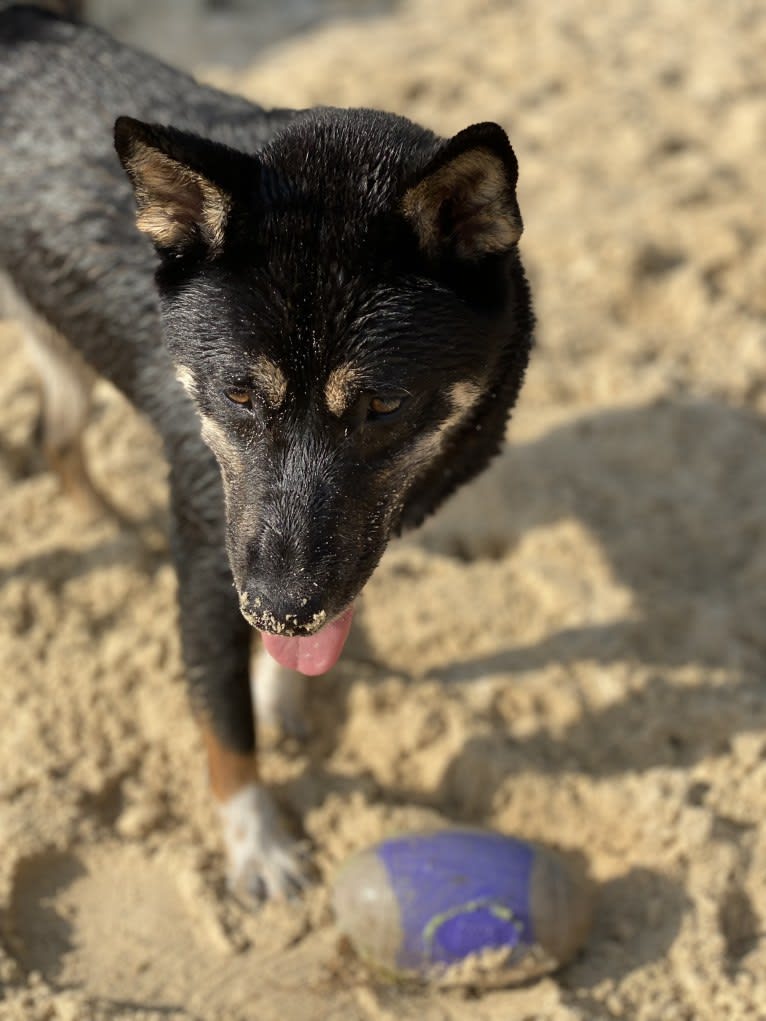 Kai Waneezer Fetter, a Shiba Inu tested with EmbarkVet.com