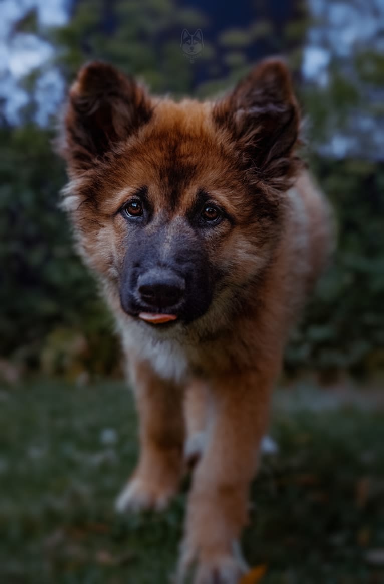 Tinos, a German Shepherd Dog and Alaskan Malamute mix tested with EmbarkVet.com