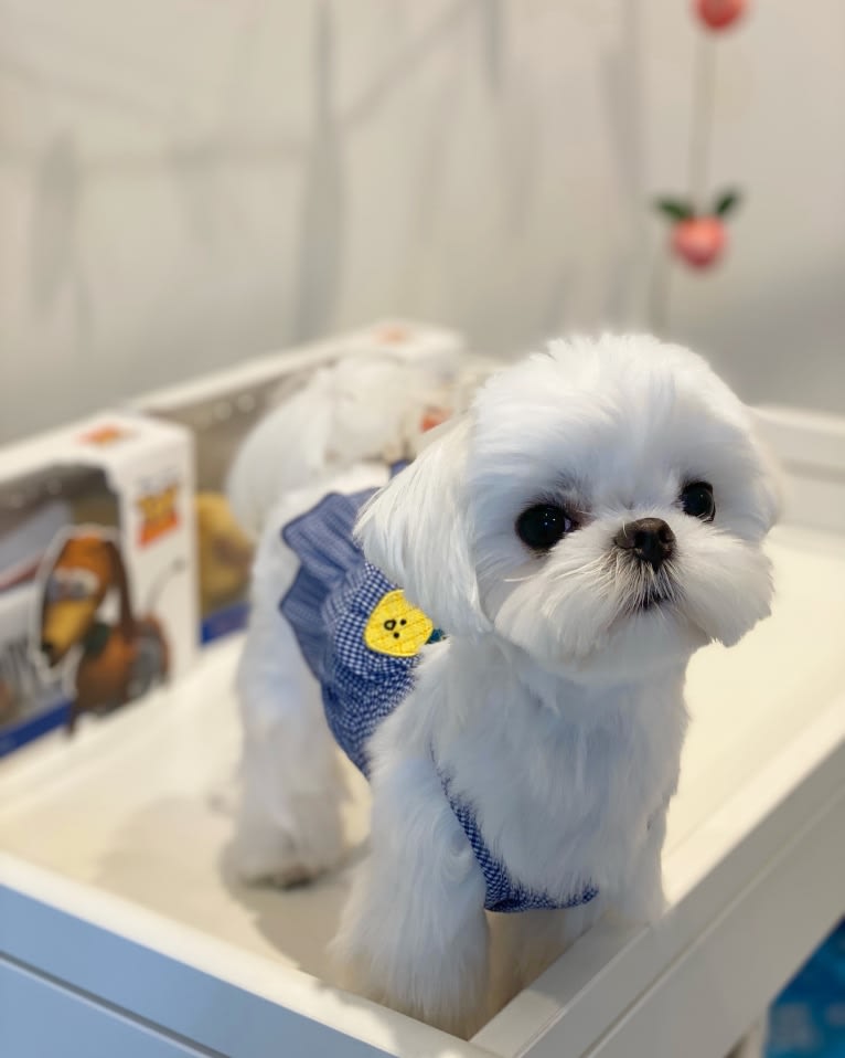 SNOOPY, a Maltese tested with EmbarkVet.com