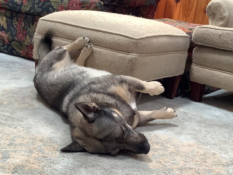 Bowie, a Swedish Vallhund tested with EmbarkVet.com