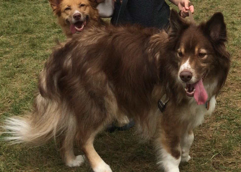 Leo, a Miniature/MAS-type Australian Shepherd and Alaskan Malamute mix tested with EmbarkVet.com