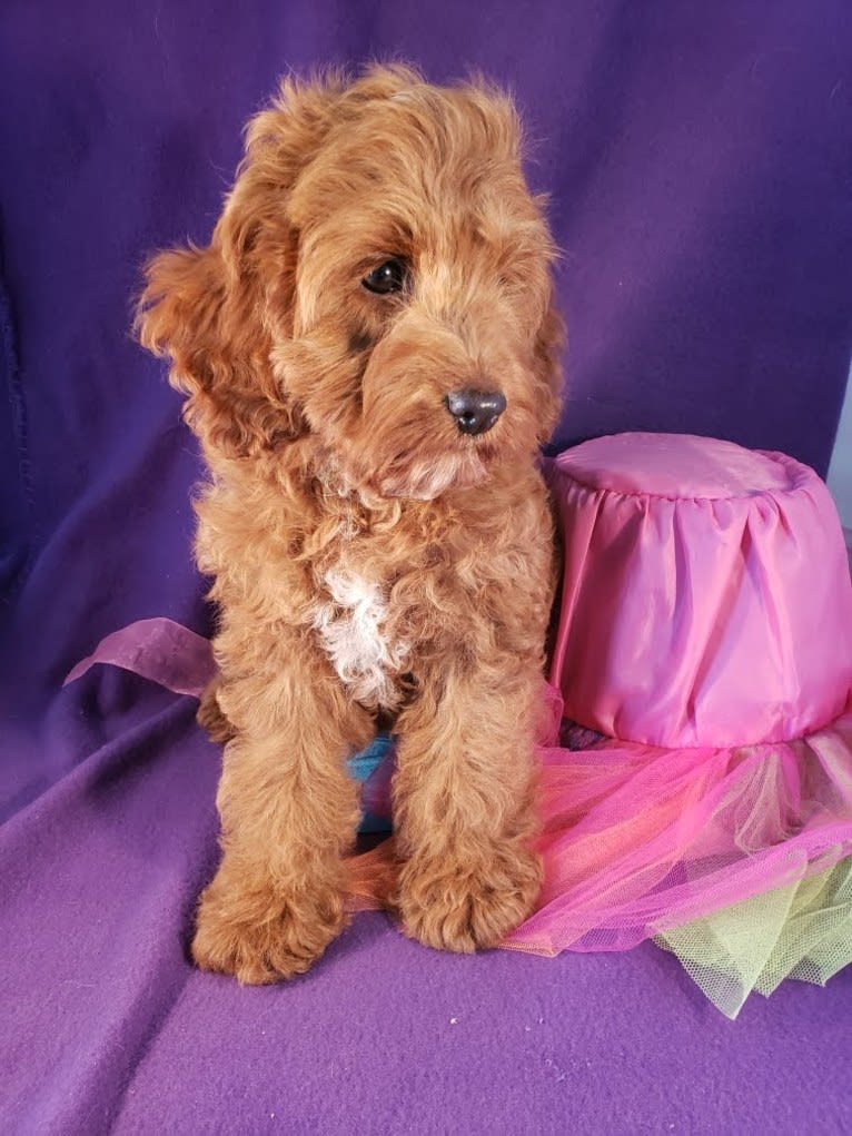 MERRY, a Cockapoo tested with EmbarkVet.com