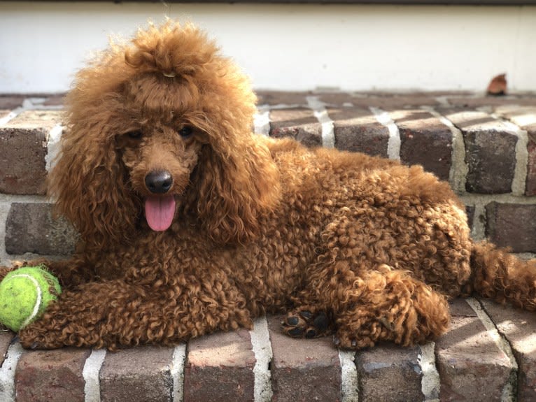 Loki, a Poodle (Small) tested with EmbarkVet.com