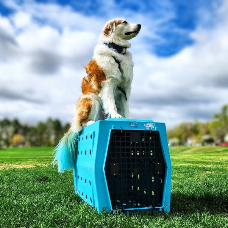 LIKE A RIVER FLOWS "Leilo", a Great Pyrenees and Australian Shepherd mix tested with EmbarkVet.com