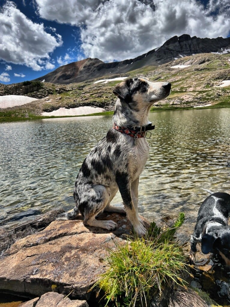 IronEye Pancho, a Border Collie and Catahoula Leopard Dog mix tested with EmbarkVet.com