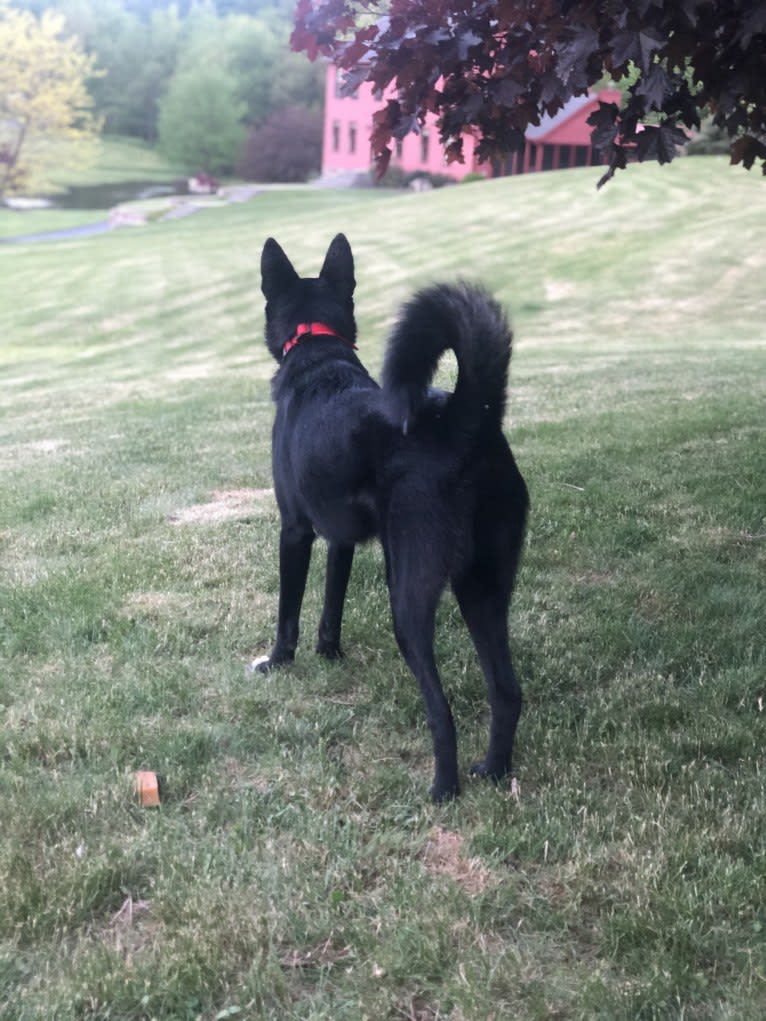 Emira “Emmy” Kala Ludwin, an Arabian Village Dog tested with EmbarkVet.com