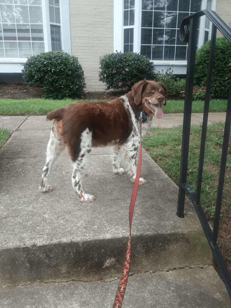 Teddy, a Brittany tested with EmbarkVet.com