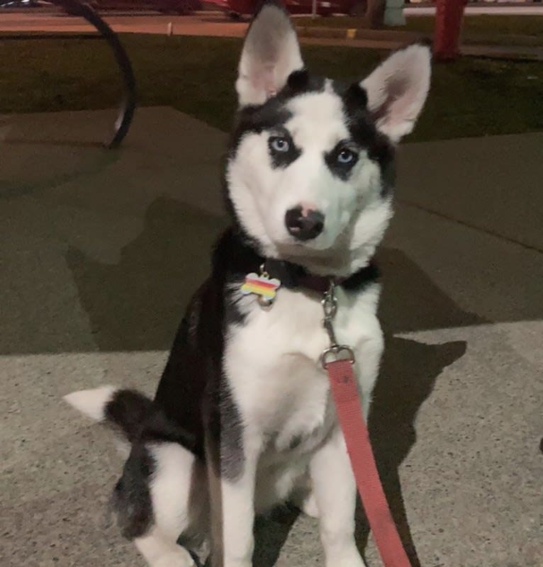 Peppermint, a Siberian Husky tested with EmbarkVet.com