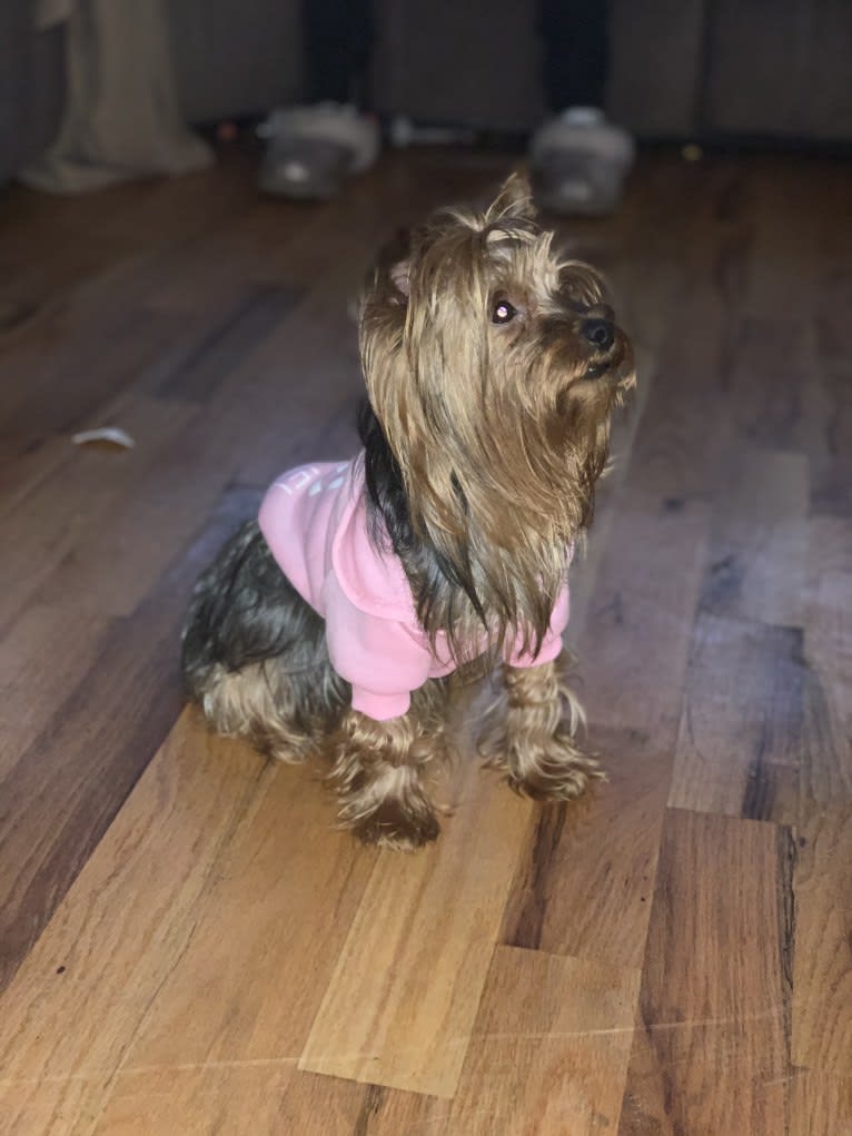 Photo of Mellona Fendi Dior, a Yorkshire Terrier  in New York, USA