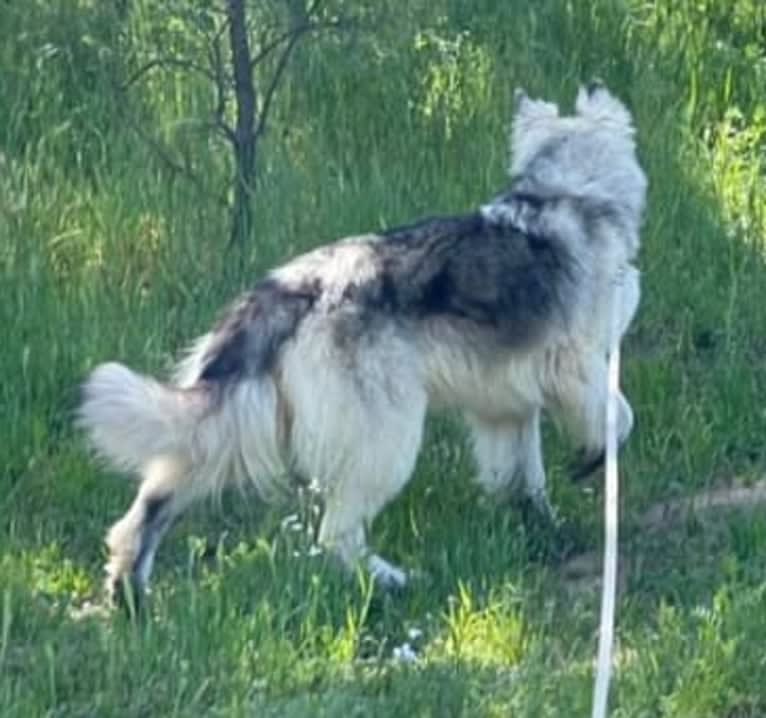 Yuno, a German Shepherd Dog tested with EmbarkVet.com