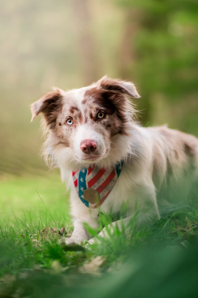 Asher, a Border Collie tested with EmbarkVet.com
