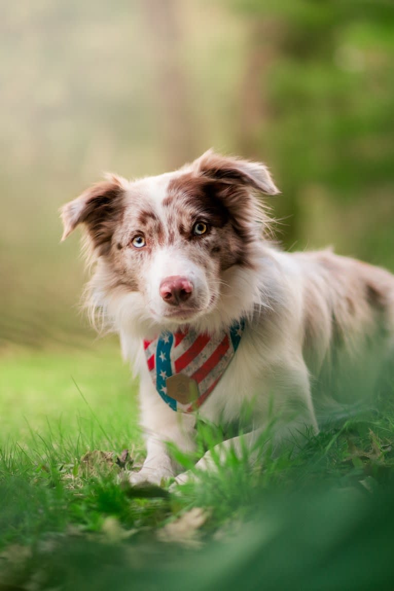 Spurs N Ashes, a Border Collie tested with EmbarkVet.com