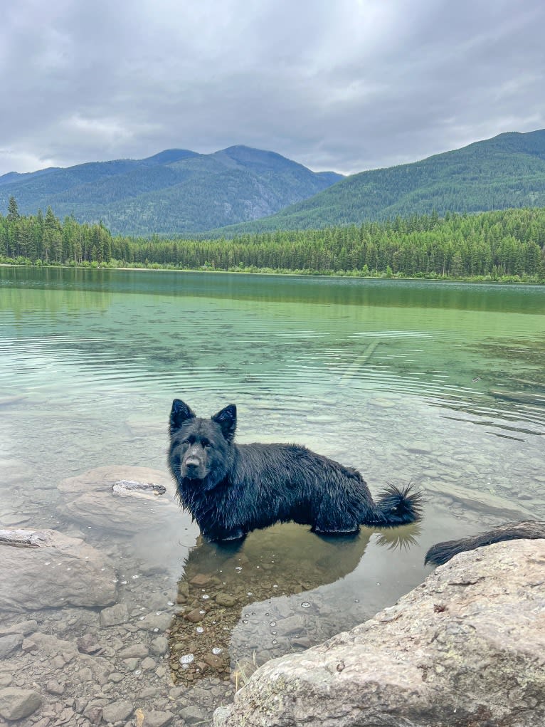 Valor Vom Hof Grebe, a German Shepherd Dog tested with EmbarkVet.com