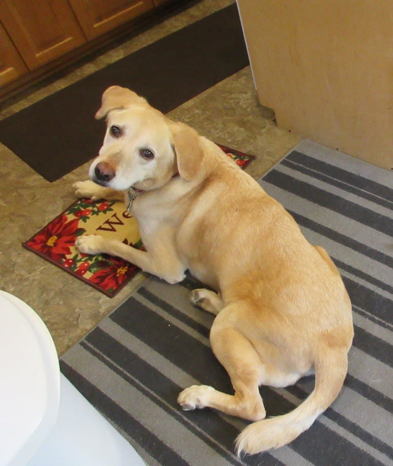 Tank, a German Shepherd Dog and Labrador Retriever mix tested with EmbarkVet.com