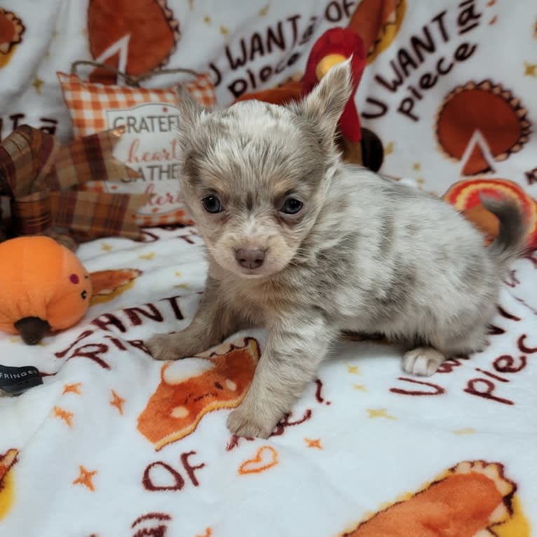 Luella, a Chihuahua tested with EmbarkVet.com