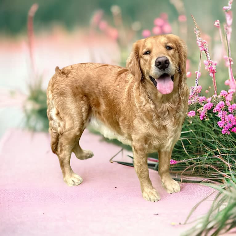 Daisy, a Golden Retriever tested with EmbarkVet.com