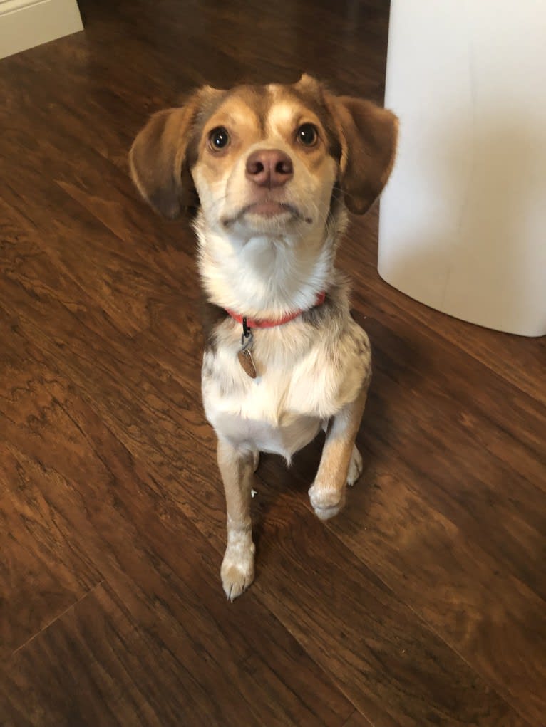 Lucy, a Beagle and Cocker Spaniel mix tested with EmbarkVet.com