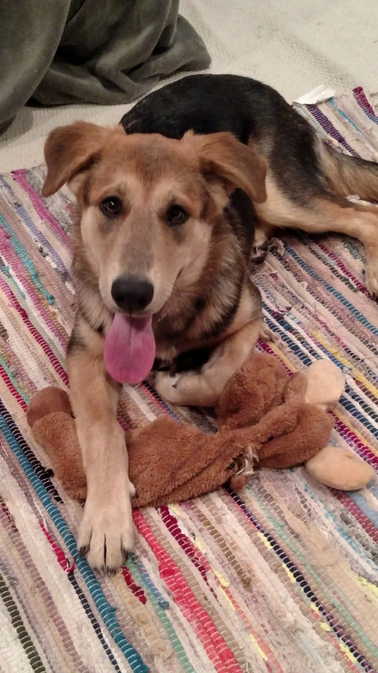 Bayley, a German Shepherd Dog and Golden Retriever mix tested with EmbarkVet.com