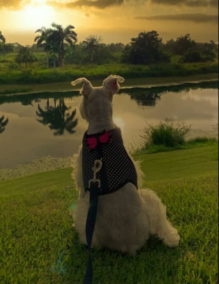 SPARTA, a Miniature Schnauzer tested with EmbarkVet.com