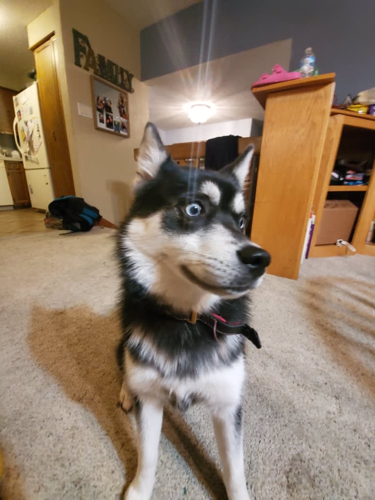 Skye, a Pomsky tested with EmbarkVet.com