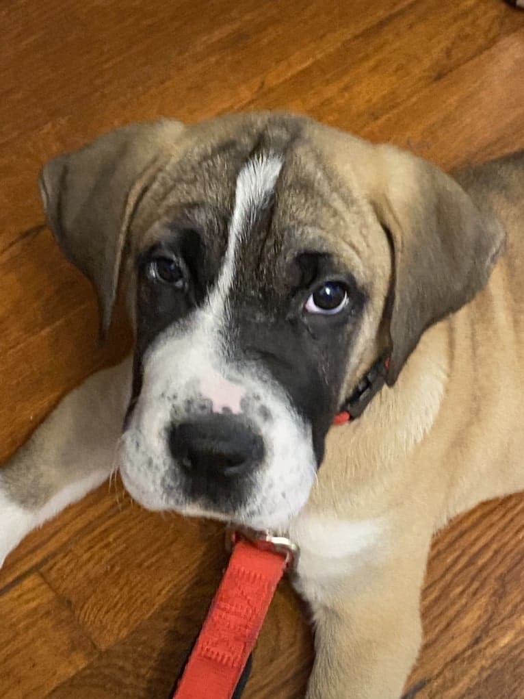 Whiskey Roux, an American Pit Bull Terrier and Bloodhound mix tested with EmbarkVet.com