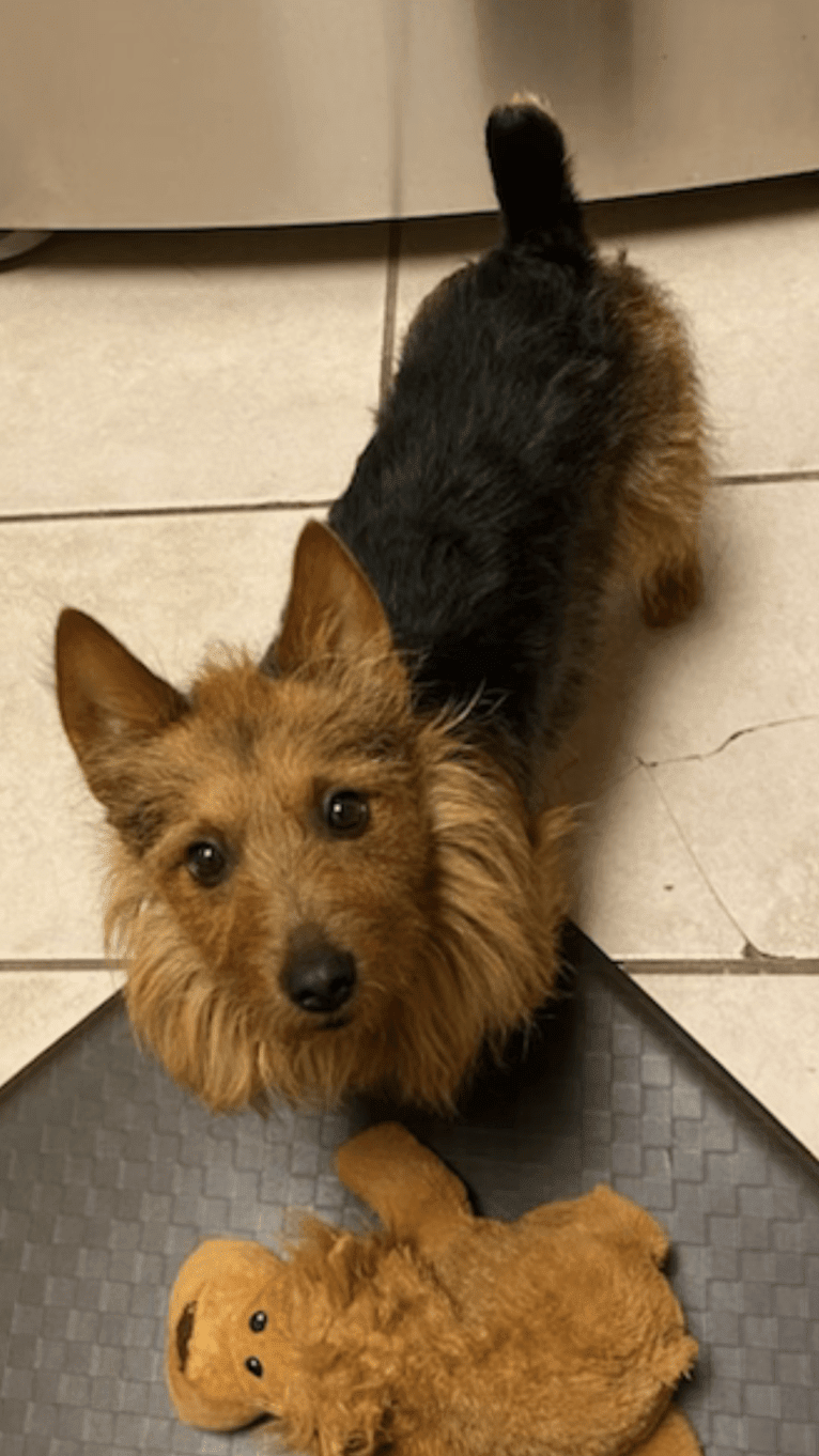 Sully, an Australian Terrier tested with EmbarkVet.com