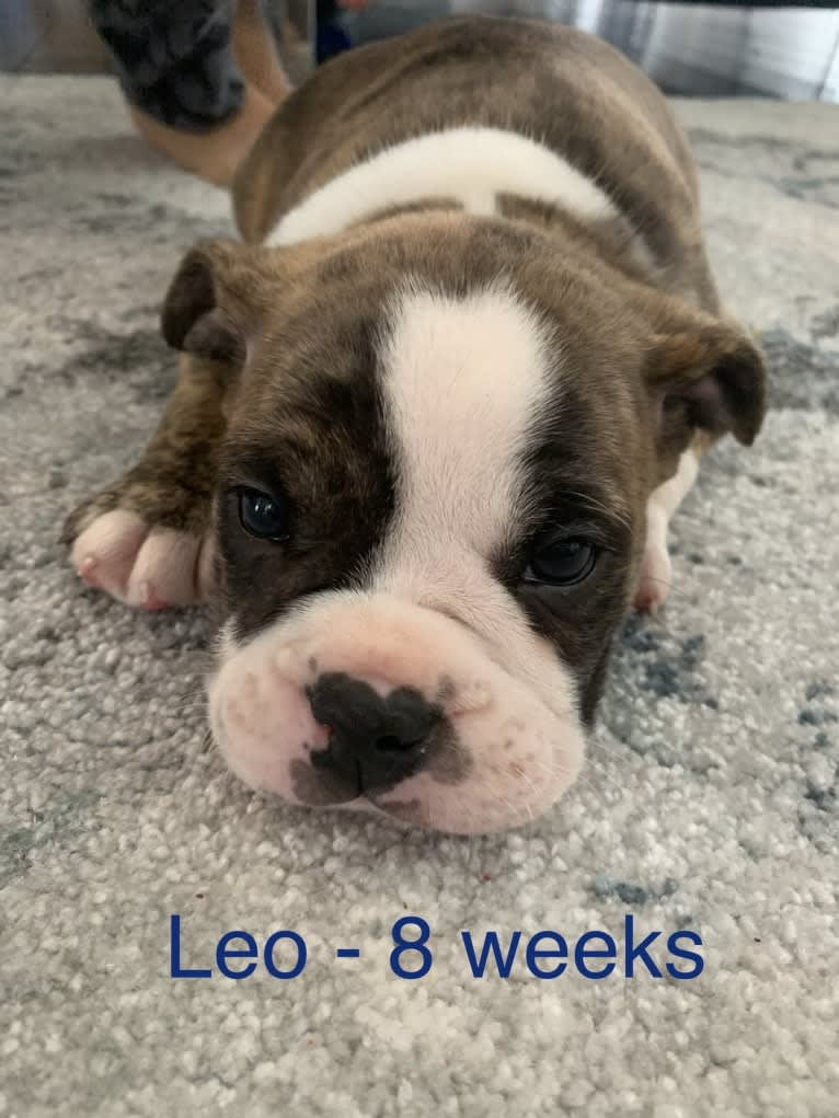 Leo Phan, a Bulldog and Boston Terrier mix tested with EmbarkVet.com