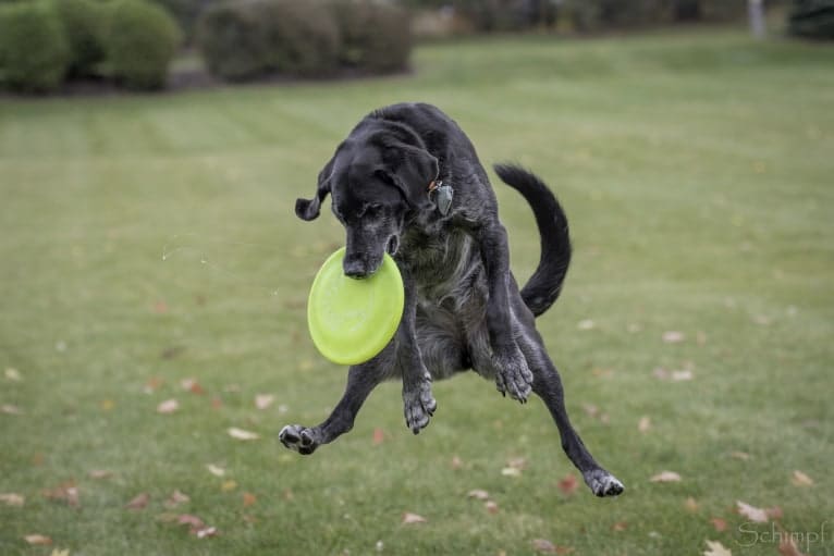 Schimpf's Addicted to the Game ("Addie"), a Labrador Retriever and German Shepherd Dog mix tested with EmbarkVet.com