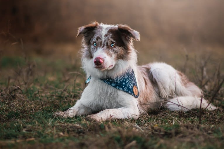 Spurs N Ashes, a Border Collie tested with EmbarkVet.com