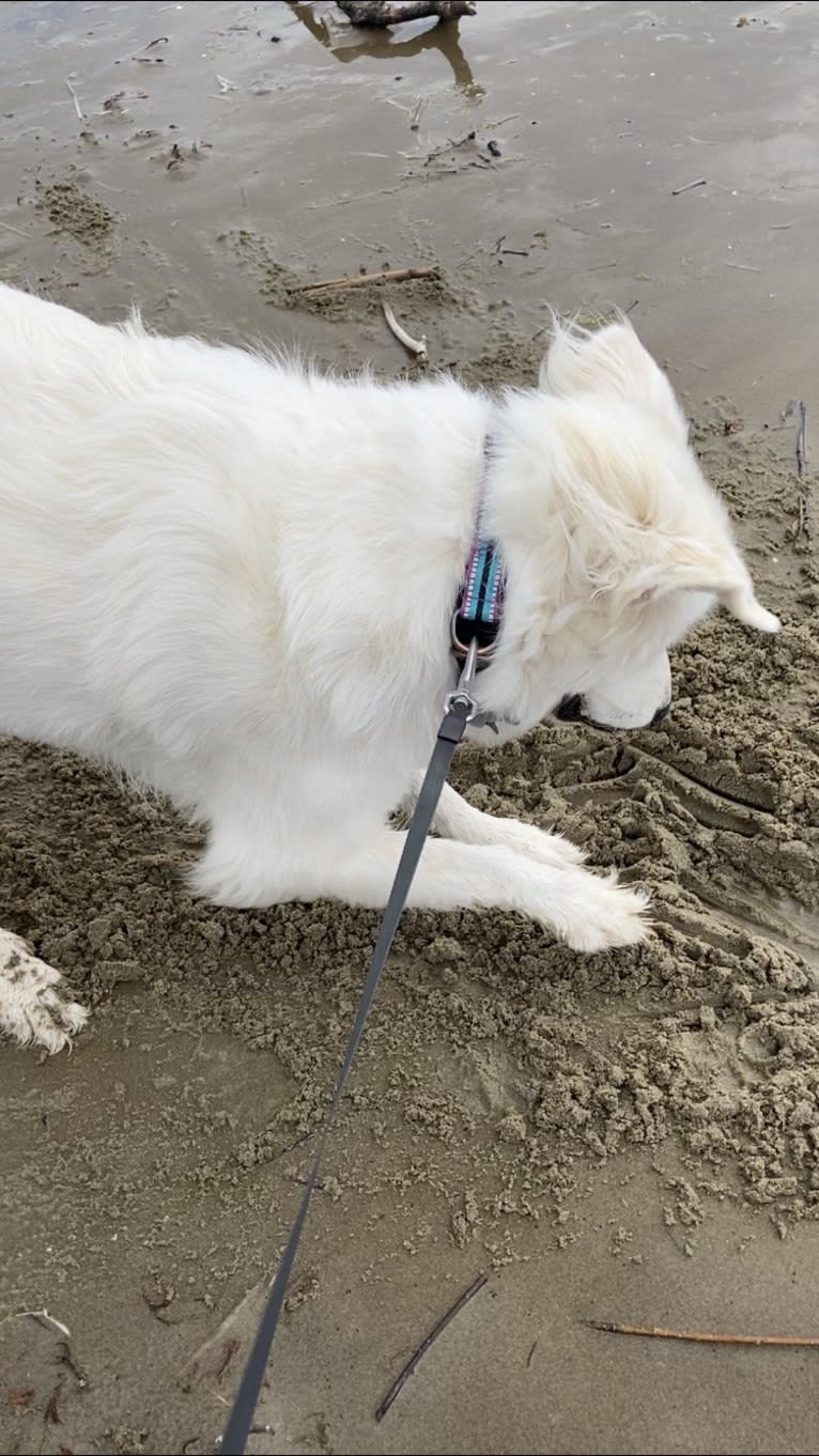 Maci, a Great Pyrenees tested with EmbarkVet.com