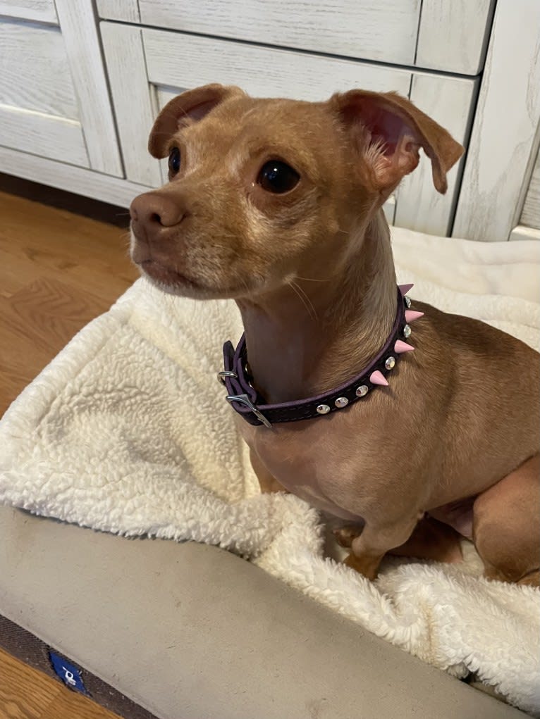 Lily, a Chihuahua and Rat Terrier mix tested with EmbarkVet.com