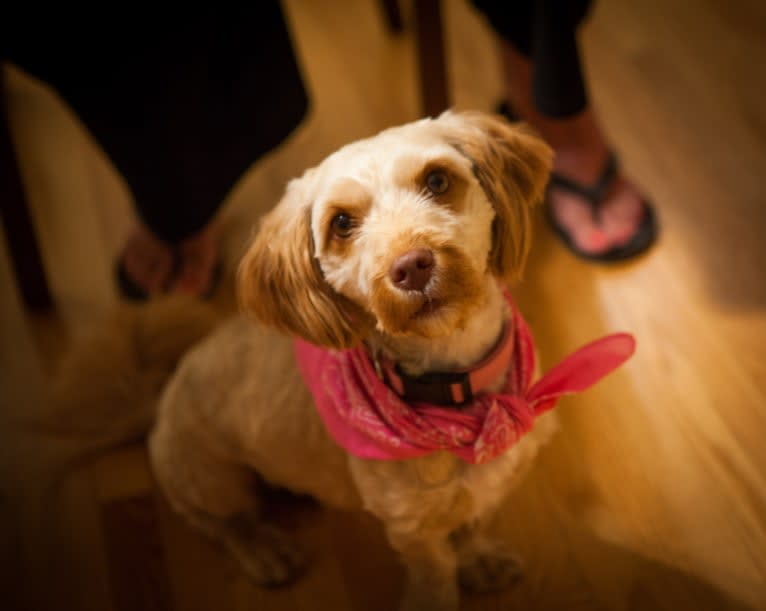 Daisy, a Poodle (Small) and Shih Tzu mix tested with EmbarkVet.com