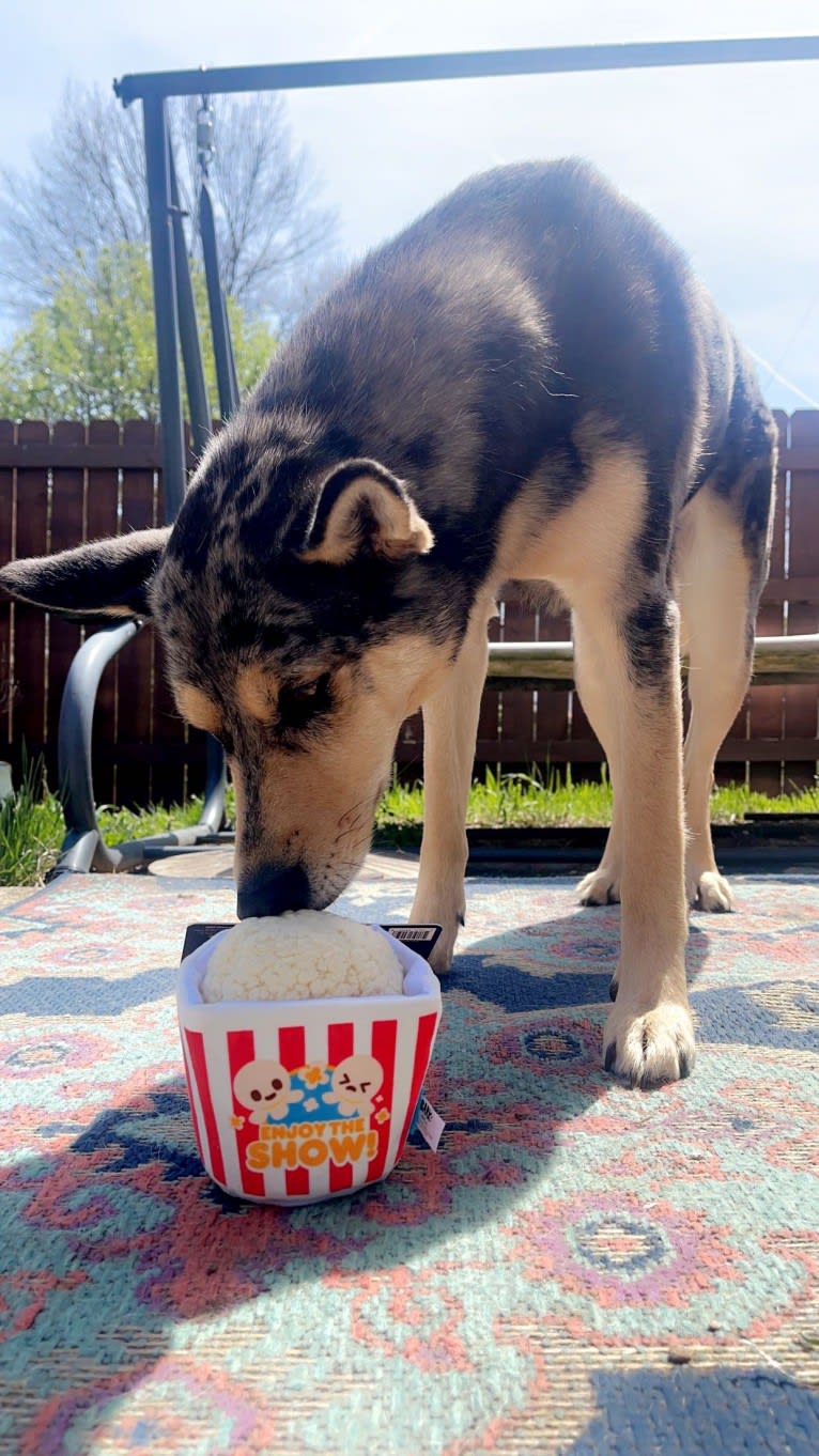 Cosmo, a Siberian Husky and German Shepherd Dog mix tested with EmbarkVet.com
