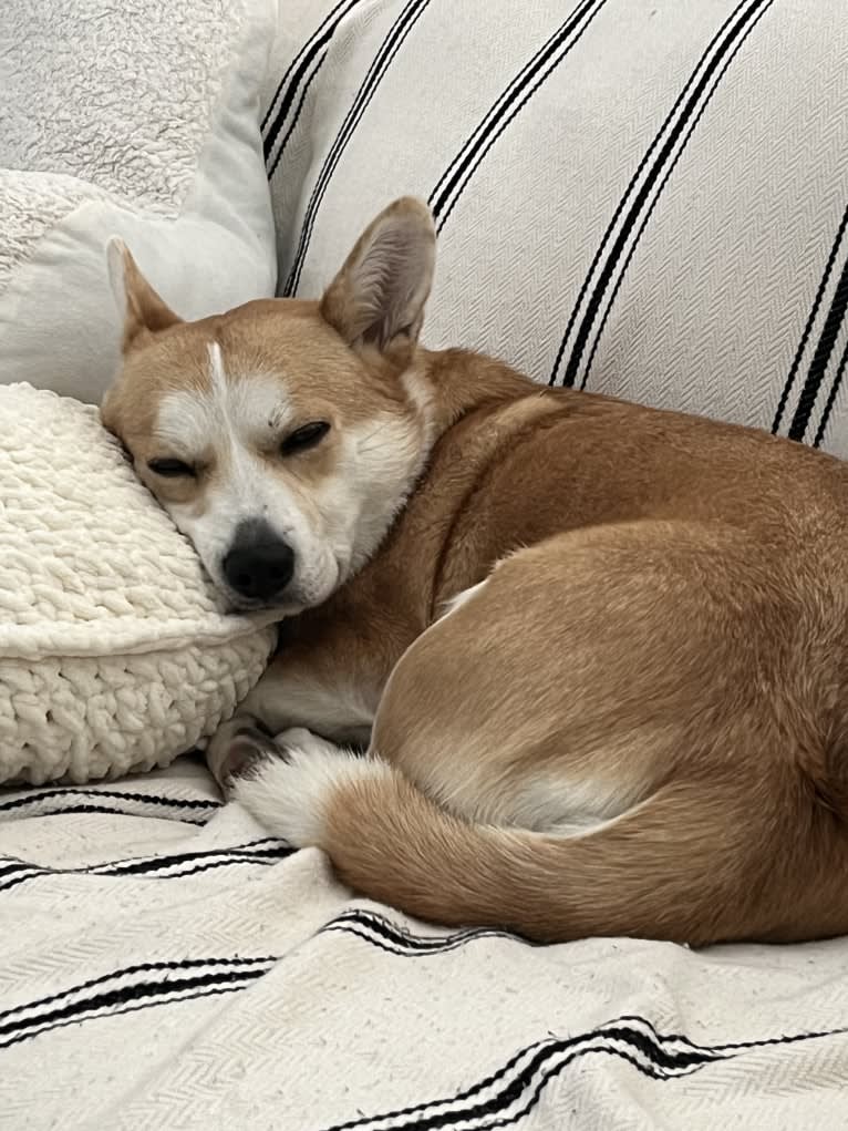 Mango, a Jindo and Pembroke Welsh Corgi mix tested with EmbarkVet.com