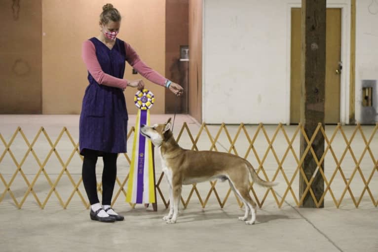 Joe, a Carolina Dog tested with EmbarkVet.com