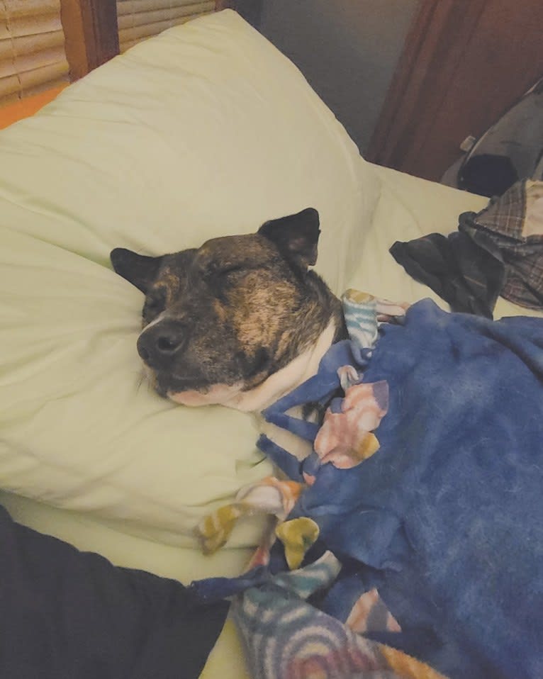 Latke, an American Pit Bull Terrier and Australian Cattle Dog mix tested with EmbarkVet.com