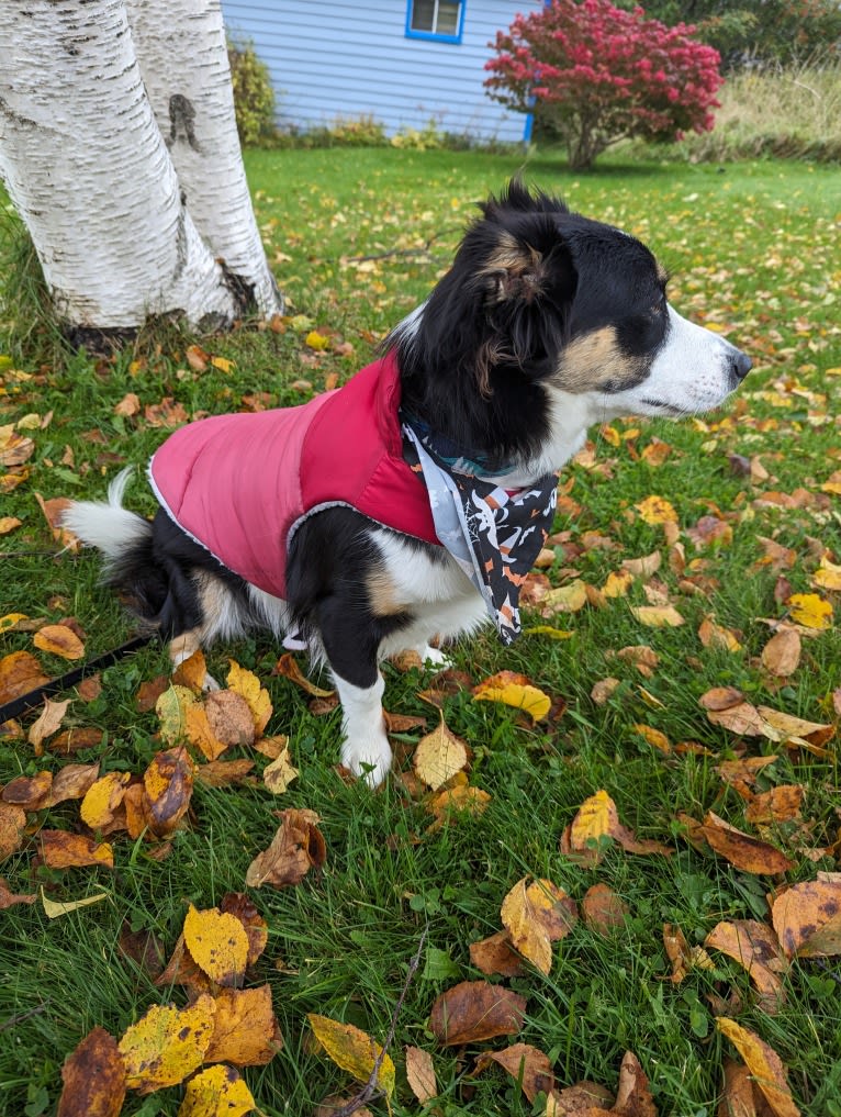 Opal, a Border Collie and Australian Shepherd mix tested with EmbarkVet.com