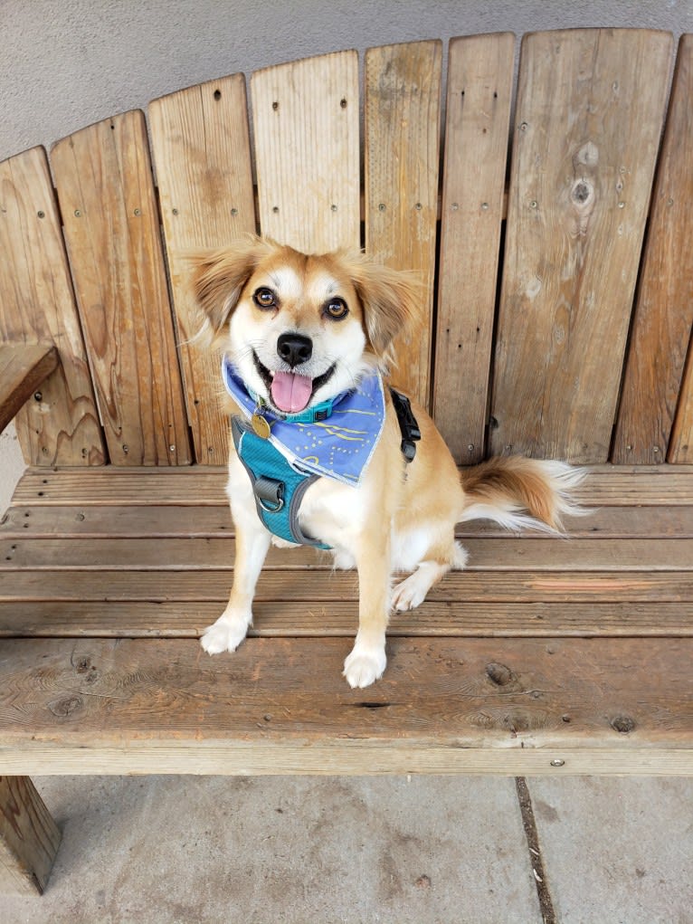 Dougie, a Chihuahua and Dachshund mix tested with EmbarkVet.com