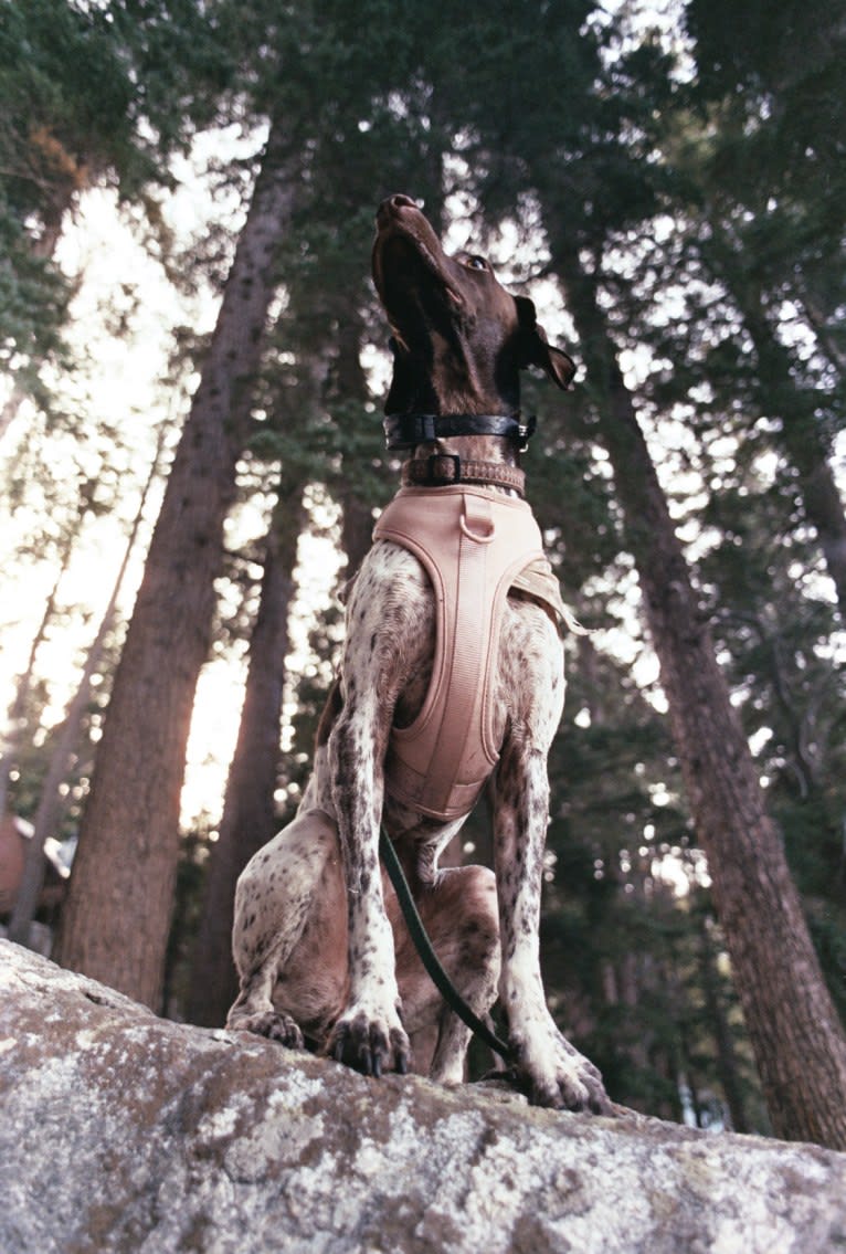 Juniper, a German Shorthaired Pointer tested with EmbarkVet.com