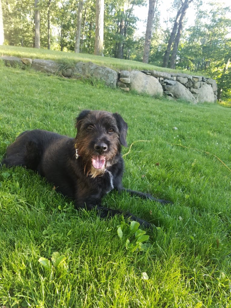 Alejandro, a German Shepherd Dog and Poodle (Small) mix tested with EmbarkVet.com