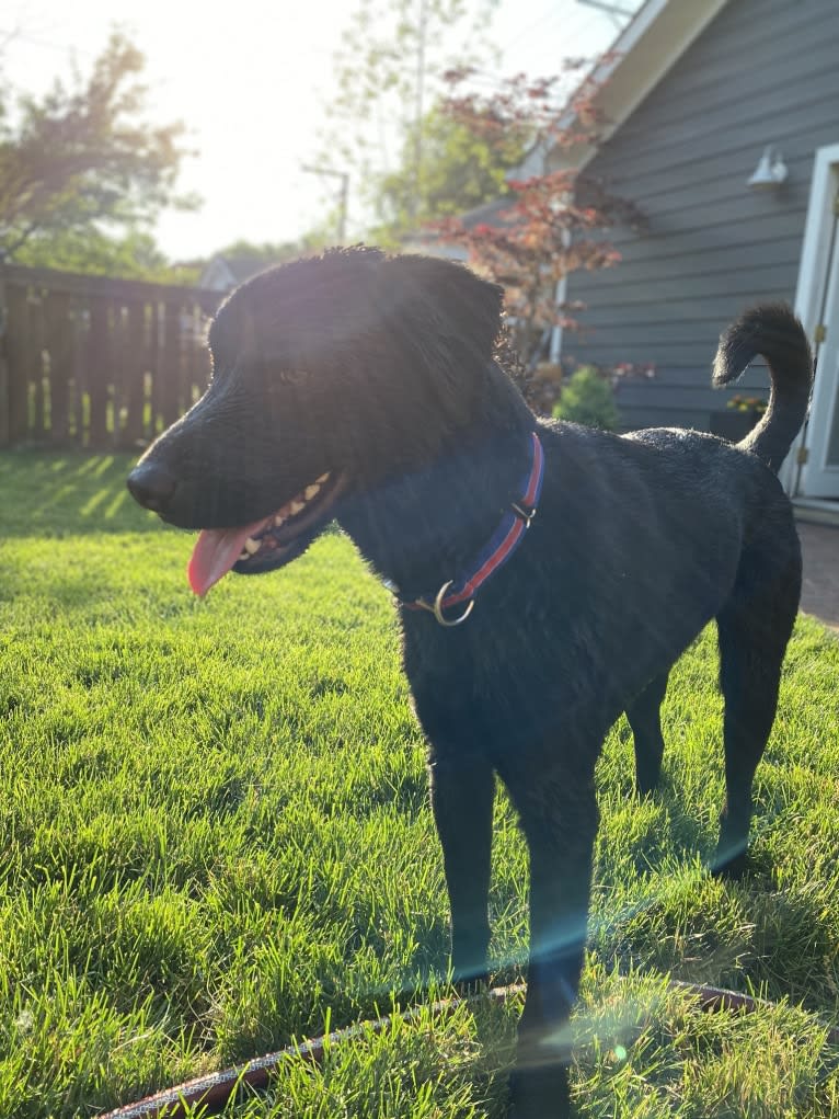 Lancelot, a Labrador Retriever and Chow Chow mix tested with EmbarkVet.com