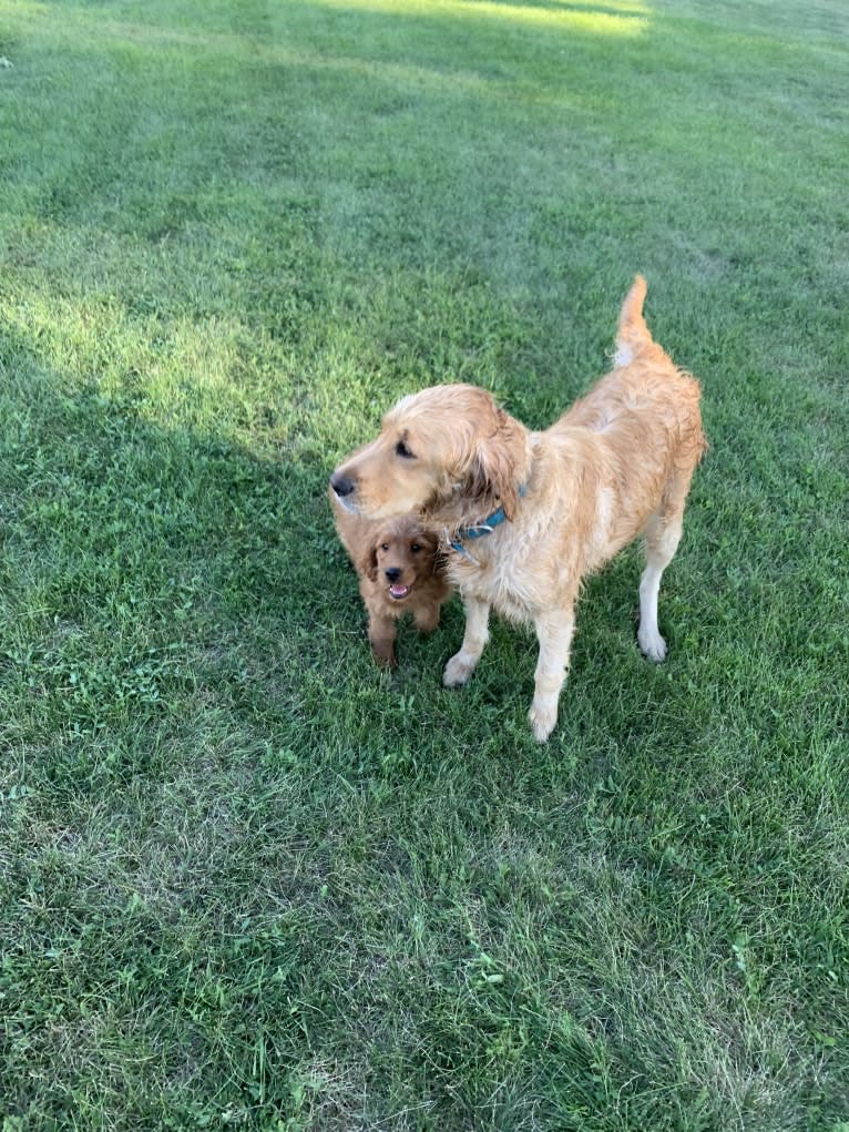 Gray Collar, a Goldendoodle tested with EmbarkVet.com