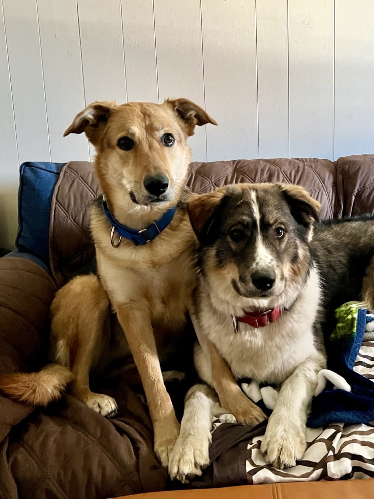 Shainee, a German Shepherd Dog and Australian Cattle Dog mix tested with EmbarkVet.com