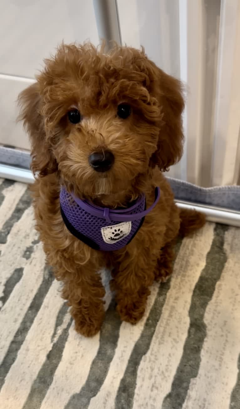 Sweet Caroline, a Poodle (Small) tested with EmbarkVet.com