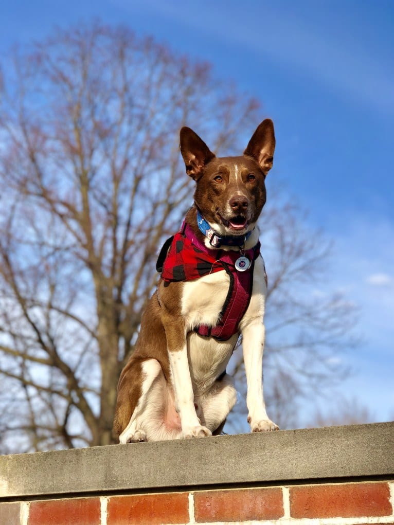 Gemini, a Border Collie and Australian Shepherd mix tested with EmbarkVet.com